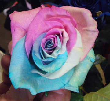 multi-color rose.jpg